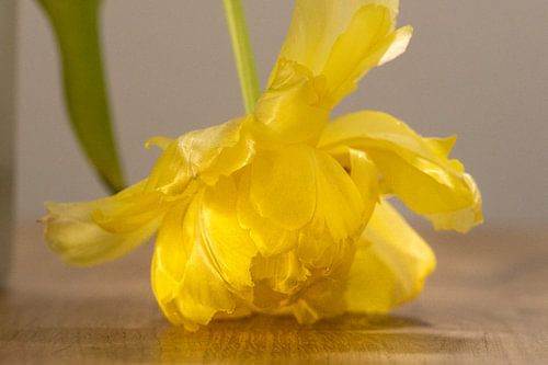 Yellow tulip bent down on oak table