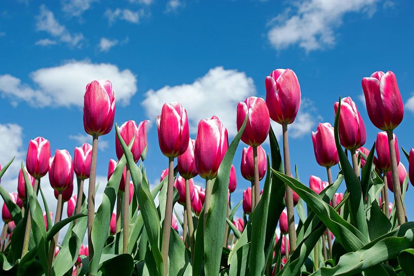 Tulips by Henriette Tischler van Sleen