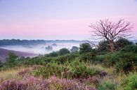 Sommer auf der Posbank von Monique van Genderen (in2pictures.nl fotografie) Miniaturansicht