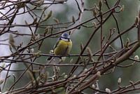 Mésange bleue sur une branche, printemps, portrait