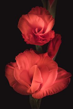 Art plus fin Glaïeul