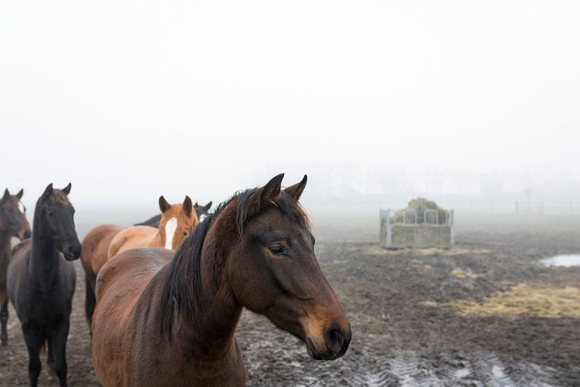 Horses in the fog by Ger Beekes