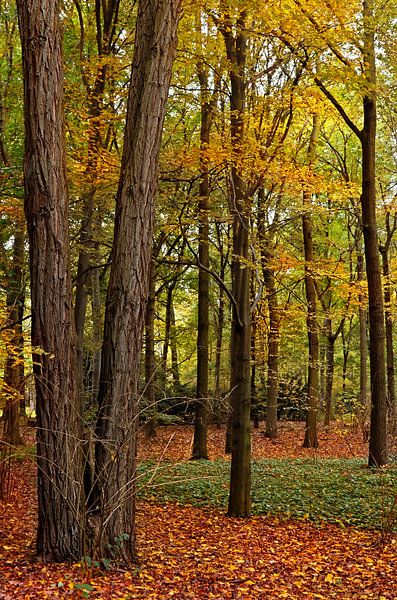 Autumn by Violetta Honkisz
