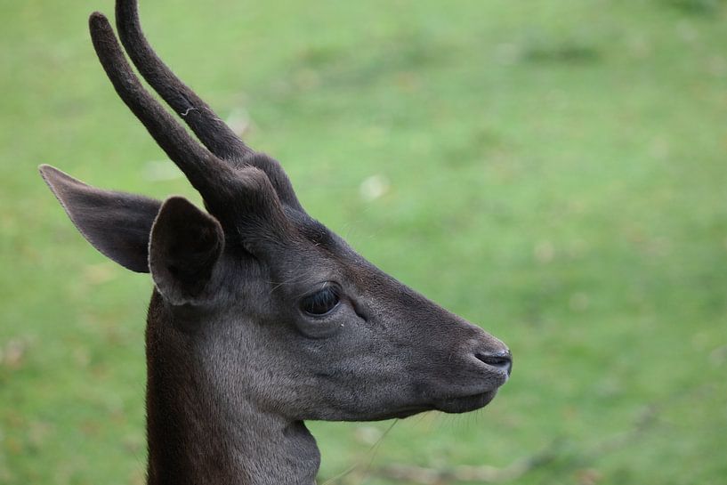hert by NanKee Fotografie 