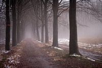 Fog in Diever
