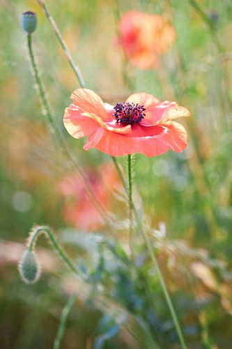 Corn poppy