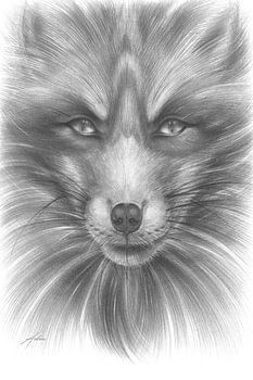 Dunkler Fuchs mit intensivem Blick