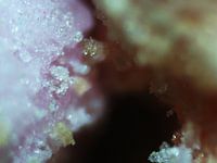 Vruchtenhagel onder de microscoop
