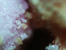 Vruchtenhagel onder de microscoop van Wijco van Zoelen