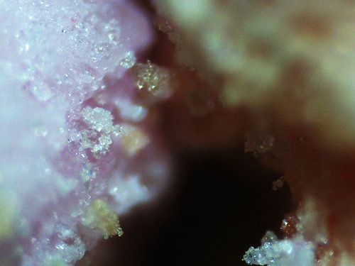 Les éclats de fruits sous le microscope