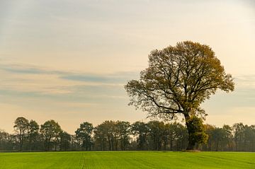Chêne dans un champ en automne sur Sjoerd van der Wal Photographie