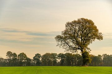 Eikenboom in een veld tijdens de herfst