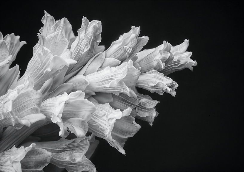 Blumen schwarz und weiß - Floral 03 von Sander Hupkes