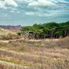 Dunes of Helder by eric van der eijk