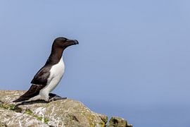 Tordalk (Alca torda)