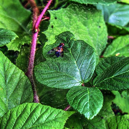 Digital Art Medium Bloemen Planten