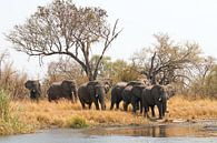 Elefanten vor der Wasserquerung van Britta Kärcher thumbnail