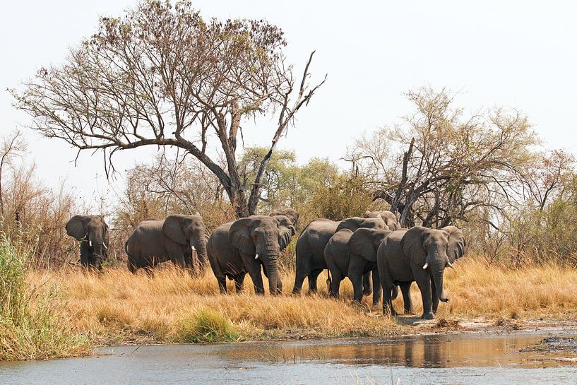 Elefanten vor der Wasserquerung van Britta Kärcher