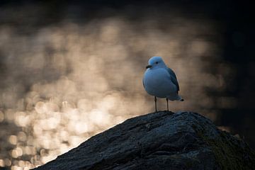Mew Gull *Larus canus* perched on a rock in last light van wunderbare Erde