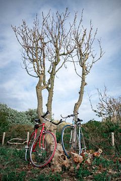 Racebikes against tree Myata by Charlotte Van Der Gaag