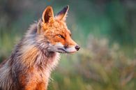 Portret van een vos van Pim Leijen thumbnail
