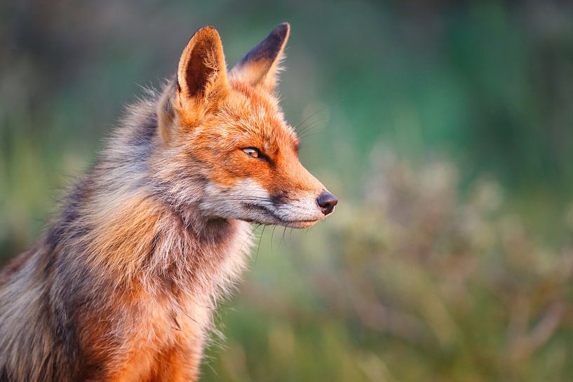Red fox portrait von Pim Leijen