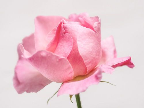 Rose in sanften Tönen