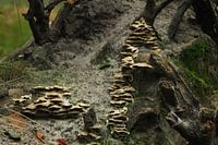 Champignons familiaux