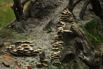 Familie paddestoelen