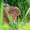 Feldhase im Schilf von Detlef Schöler Fotografie