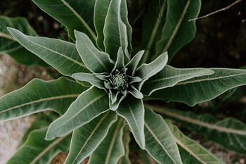 Green Plants | Posbank Arnhem | Netherlands | Botanical fine art prints | Nature photography