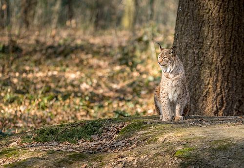 De Wachter van het Woud – Europese lynx in ochtendlicht