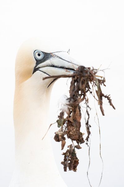 Bouche pleine. par Tinus Kremer Fotografie