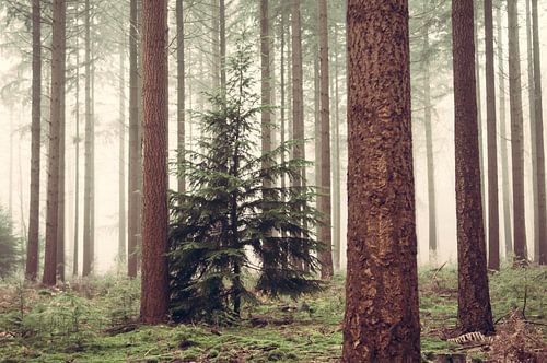 Speulderbos d'hiver