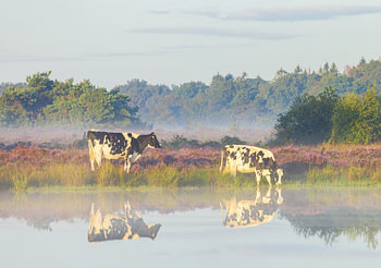 Koeien tijdens zonsopkomst Terhorsterzand (Nederland)
