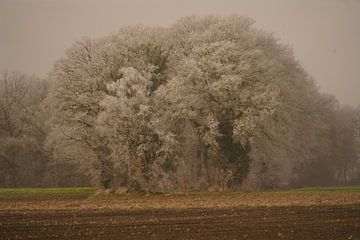 Ripe after night frost by Jan Nuboer