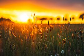 Wiese im Sonnenlicht von Catrin Grabowski