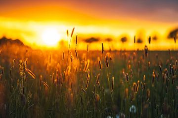 Meadow in sunlight by Catrin Grabowski