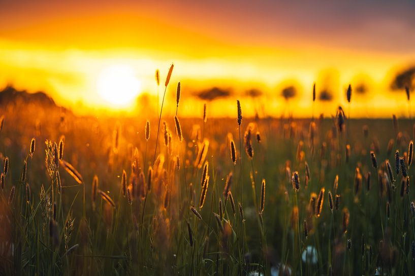 Wiese im Sonnenlicht von Catrin Grabowski