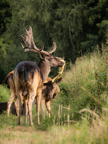 Le roi de la forêt sur Willemijn Wolthaus