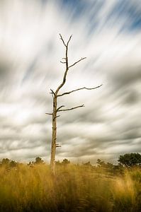 Toter Baum