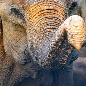 Olifantenslurf Sri Lanka van Julie Brunsting