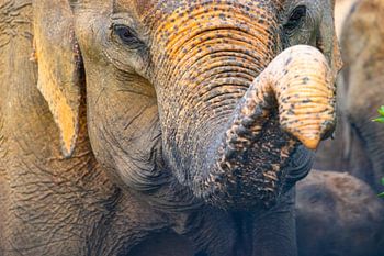 Elefantenrüssel Sri Lanka