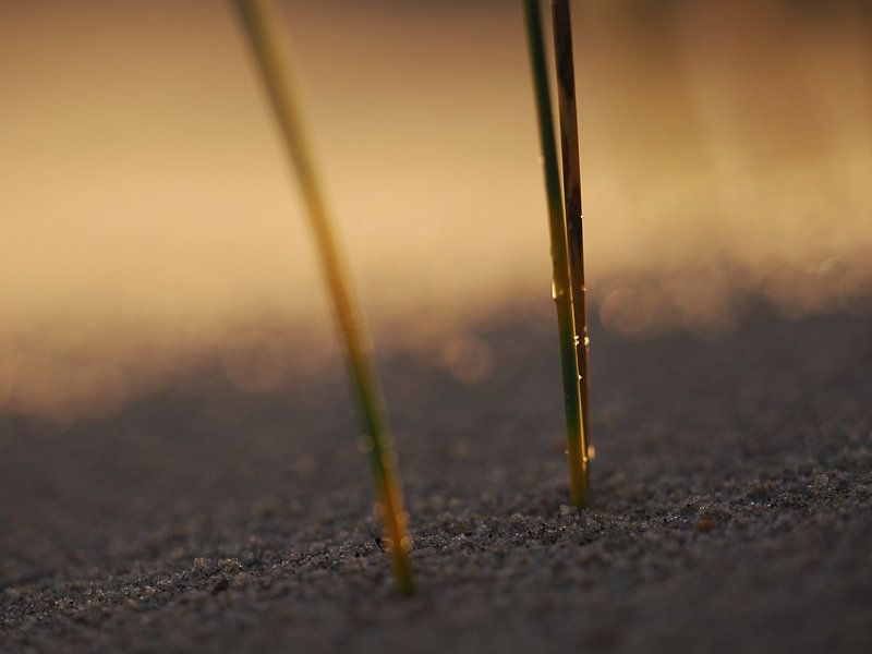 Blades of grass in the warm sand by Astrid Brouwers