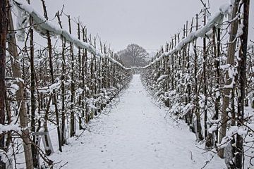 Winter orchard Eys by Rob Boon
