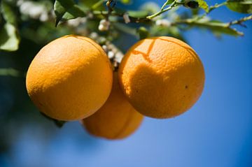 sinaasappels van Danielle van Leeuwaarden