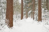 Bospad in de sneeuw van Cor de Hamer thumbnail