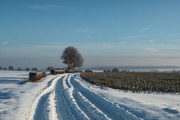 Winterlandschap rond Gulpen-Wittem, Zuid Limburg. van Marjolein Zijlstra