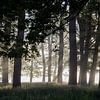 La tranquillité d'une forêt dans la brume et le soleil levant sur Affect Fotografie