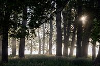 De rust van een bos in nevel en opkomende zon van Affect Fotografie thumbnail